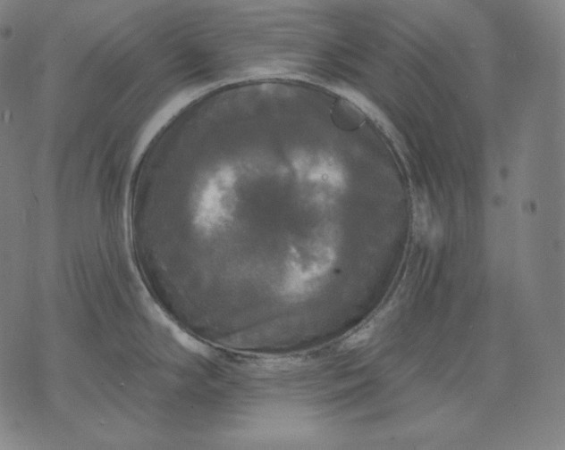 X0000070341294200606231523