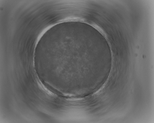 X0000070341296200606231523