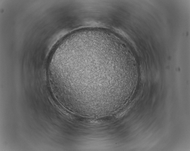 X0000070341318200606231522