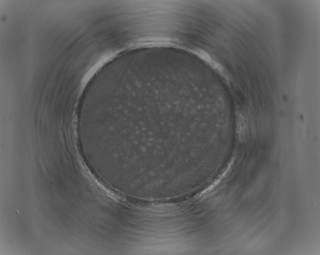 X0000070341325200606231522