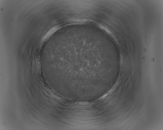 X0000070341354200606231522