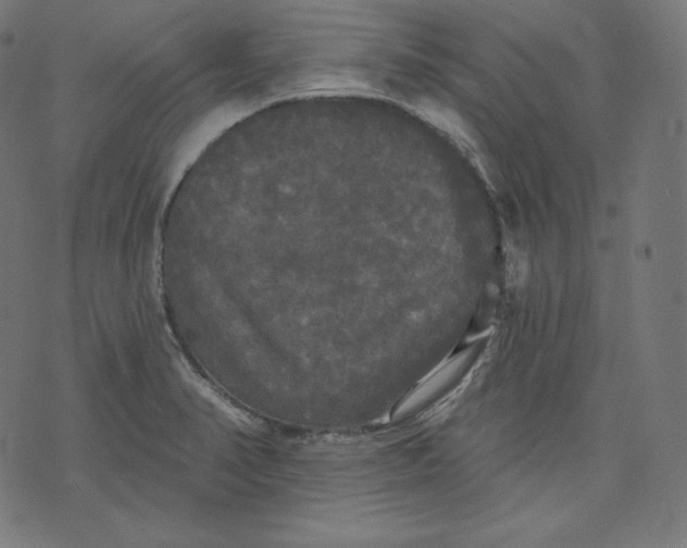 X0000070341374200606231521