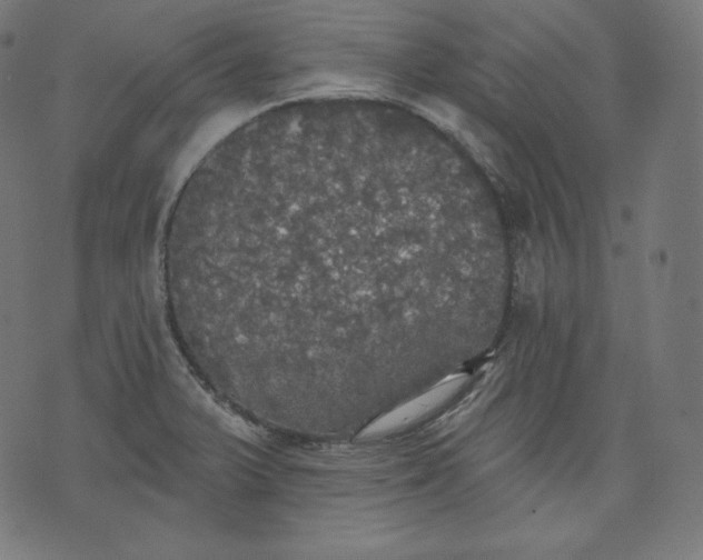 X0000070341375200606231521