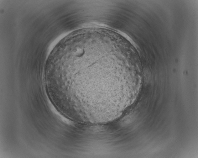 X0000070341387200606231521