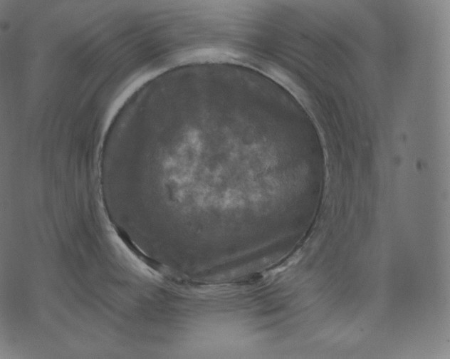 X0000070341392200606231521