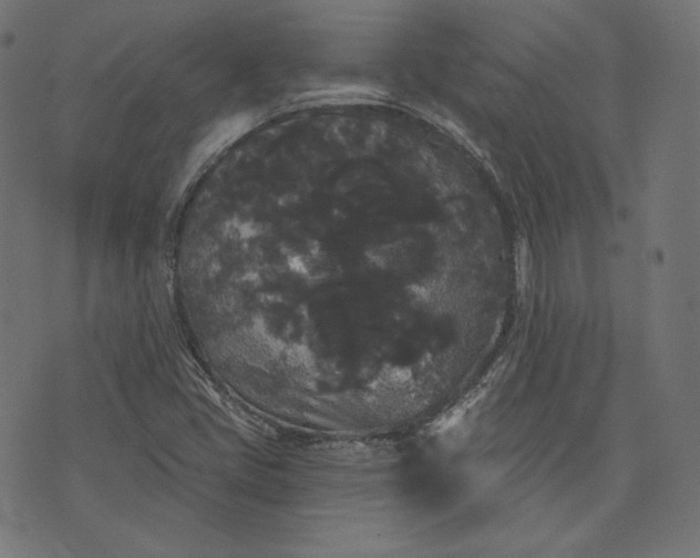 X0000070341405200606231521