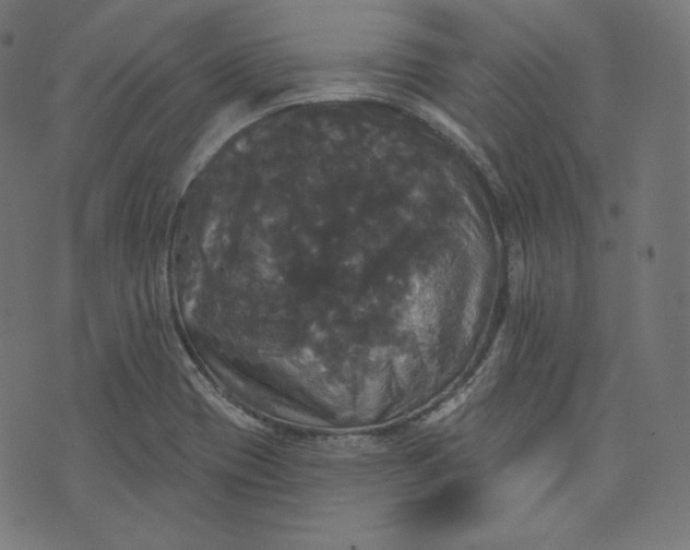 X0000070341417200606231521