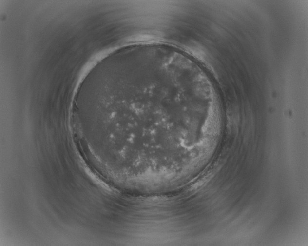 X0000070341421200606231521