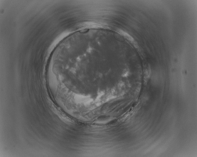 X0000070341427200606231521