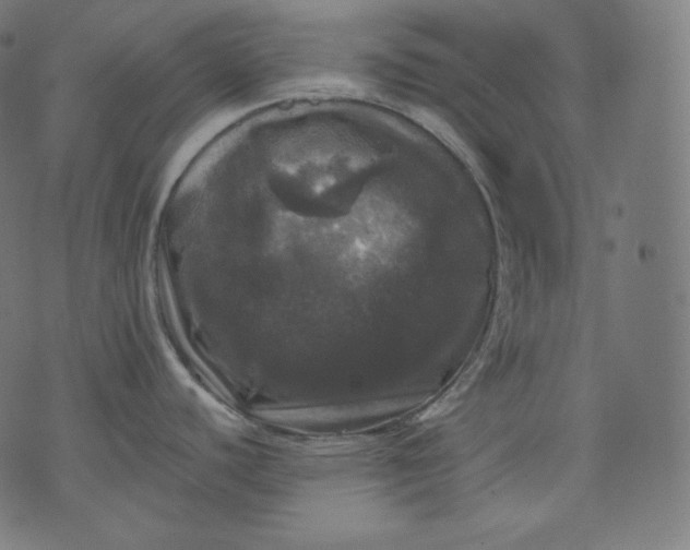 X0000070341440200606231521