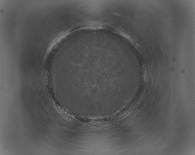 X0000070341448200606231520