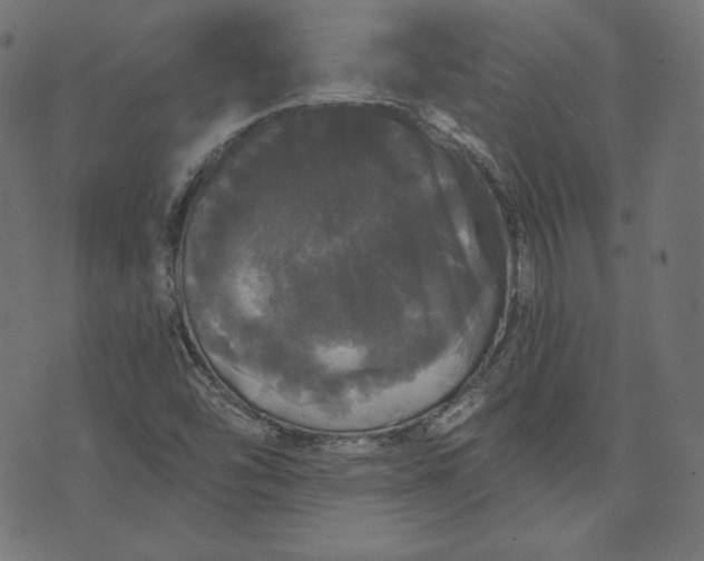 X0000070341454200606231520