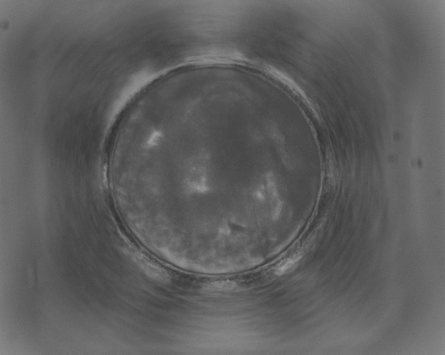 X0000070341462200606231520