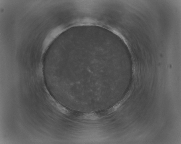 X0000070341464200606231520