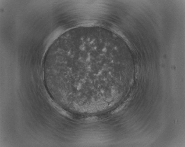 X0000070341467200606231520