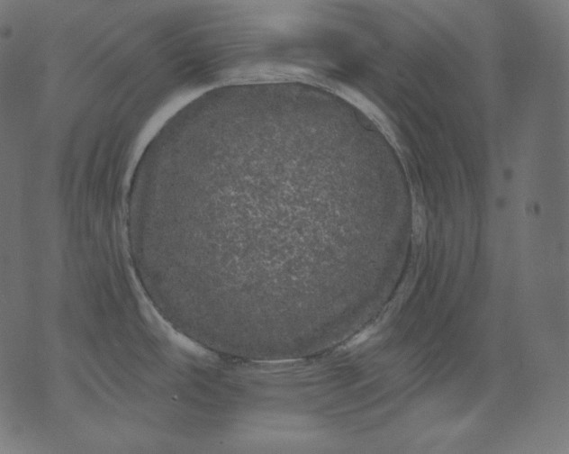 X0000070341486200606231520