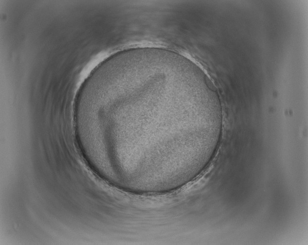 X0000070340008200606301752