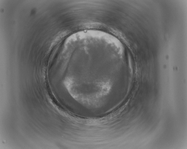 X0000070340010200606301752