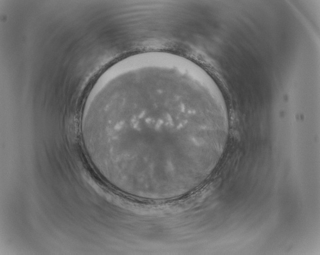 X0000070340012200606301752