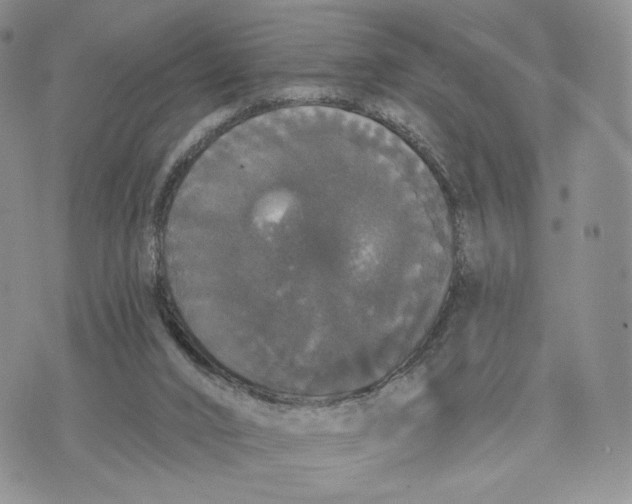 X0000070340016200606301752