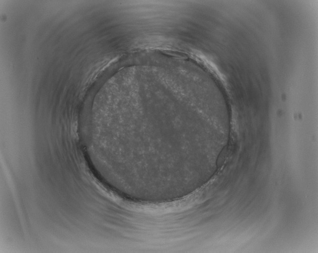 X0000070340017200606301752