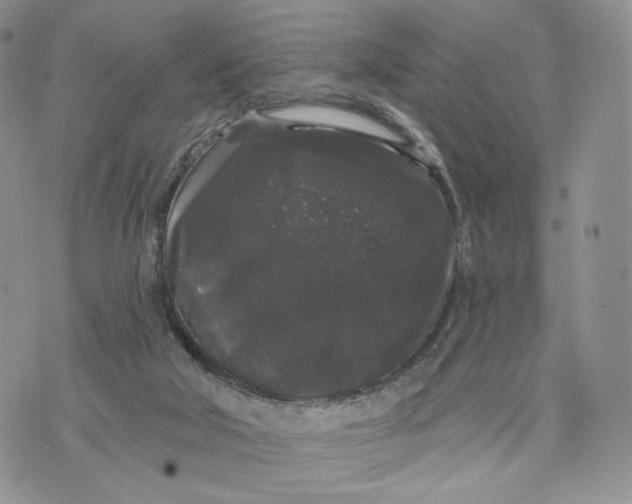 X0000070340018200606301752