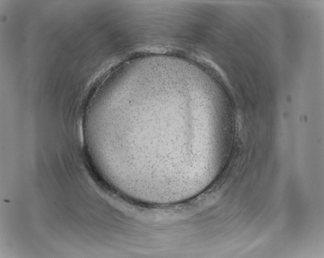 X0000070340020200606301752