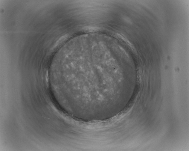 X0000070340024200606301752