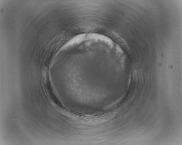 X0000070340026200606301752