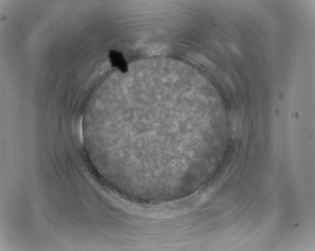 X0000070340028200606301752