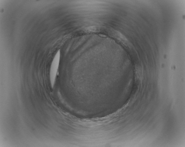 X0000070340029200606301752