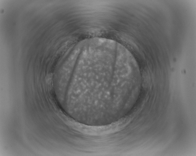 X0000070340034200606301752