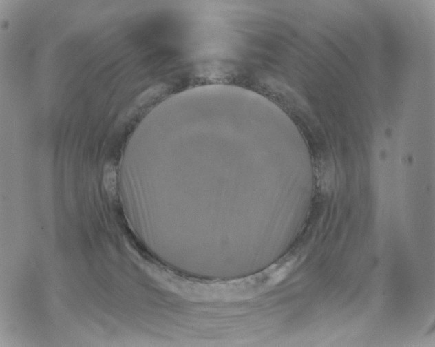 X0000070340036200606301752