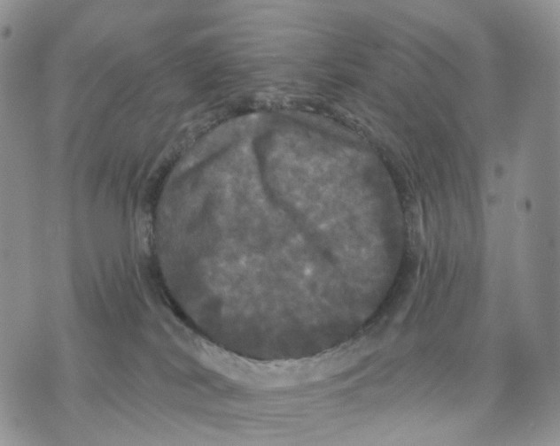 X0000070340038200606301752