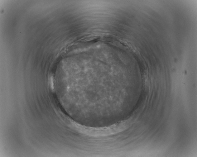 X0000070340042200606301752