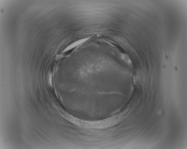 X0000070340046200606301751