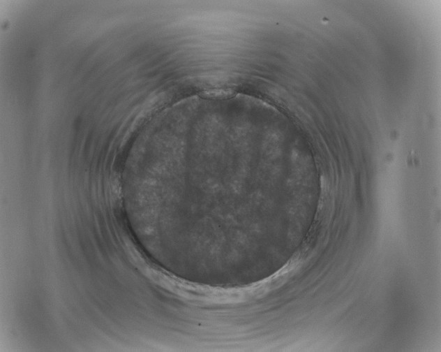 X0000070340048200606301751