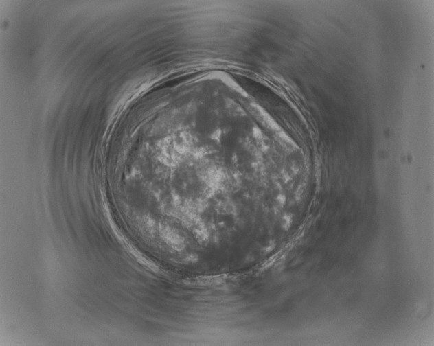 X0000070340049200606301751