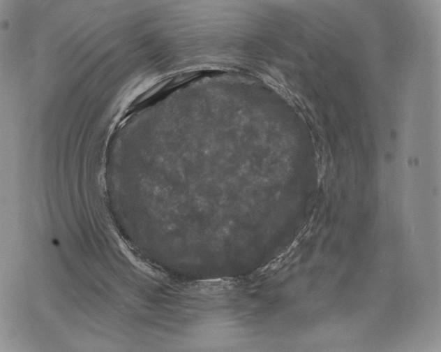 X0000070340050200606301751