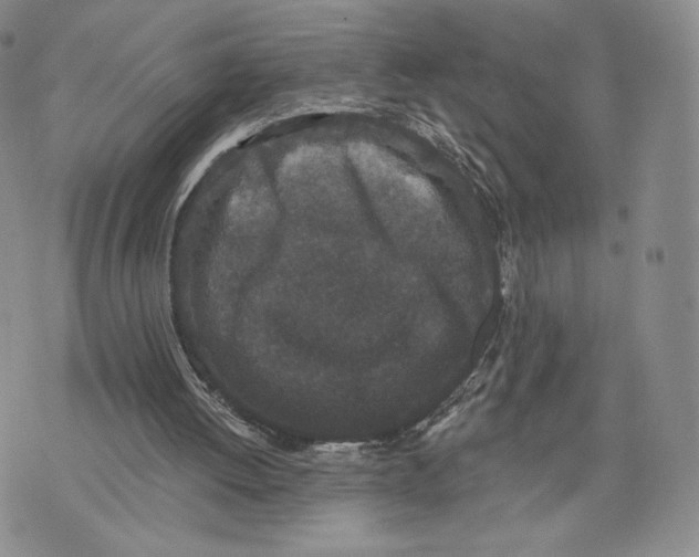 X0000070340052200606301751