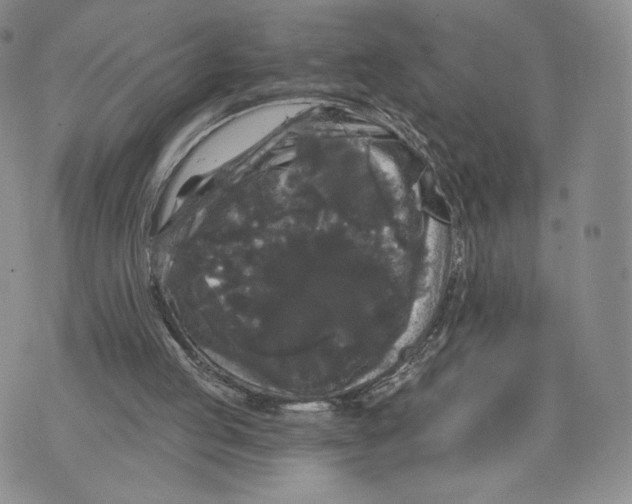 X0000070340053200606301751