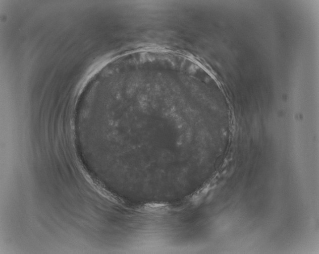 X0000070340055200606301751