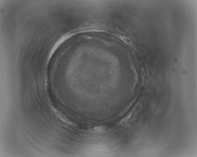 X0000070340056200606301751