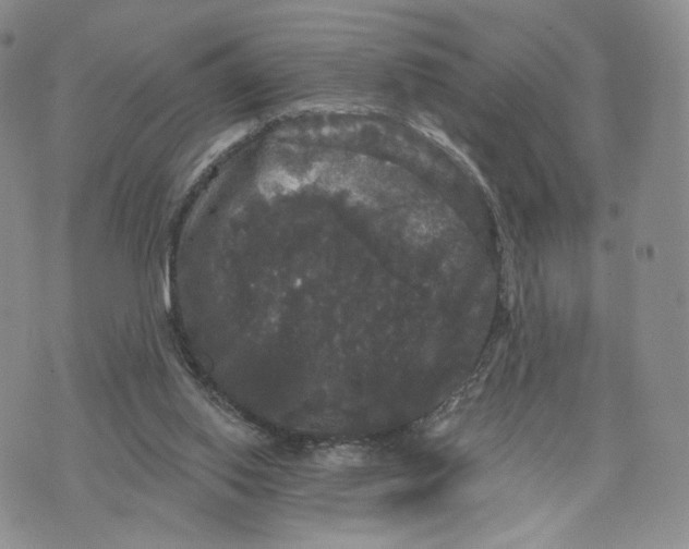 X0000070340062200606301751