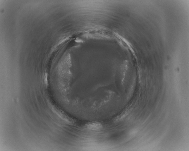 X0000070340067200606301751