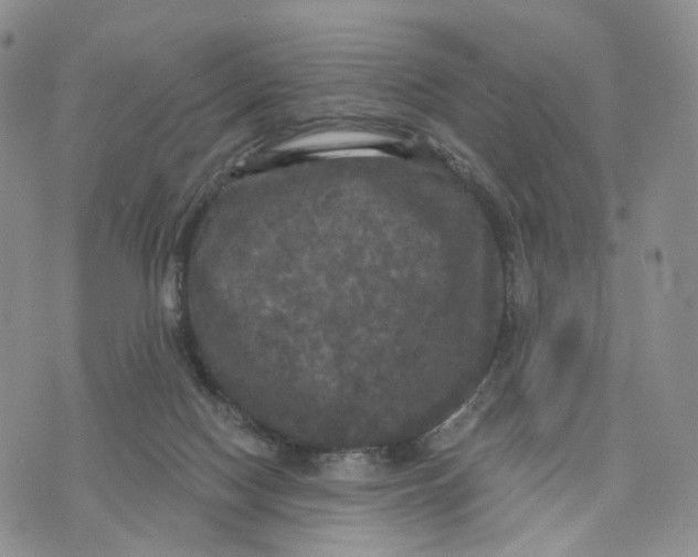 X0000070340074200606301751