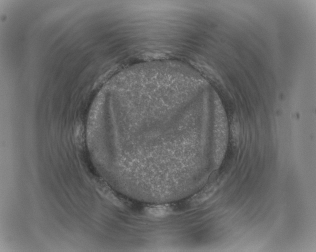 X0000070340079200606301751