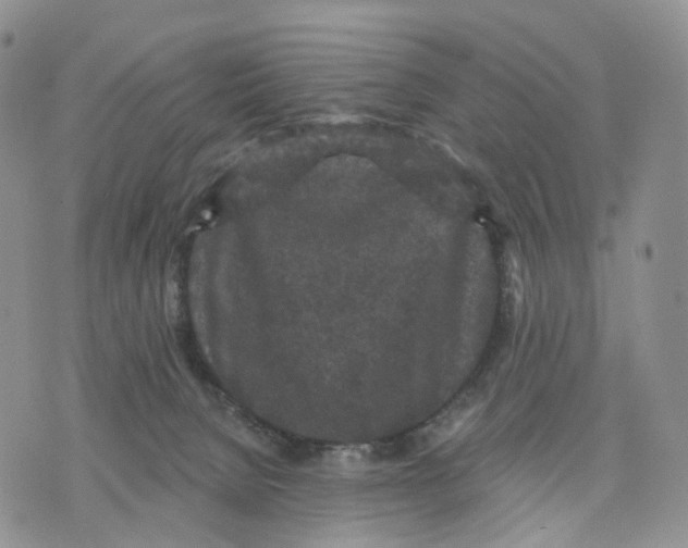 X0000070340080200606301751