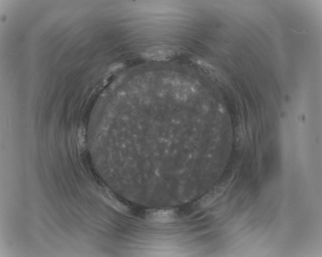 X0000070340081200606301751