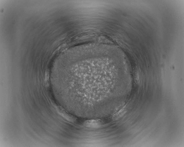 X0000070340082200606301751